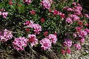31 Dafne odorosa (Daphne cneorum) ...profumatiossima !